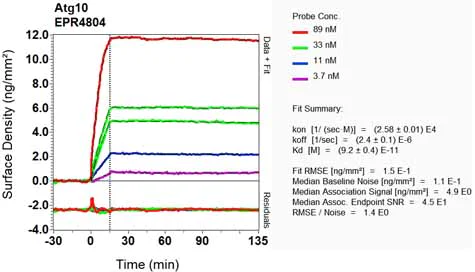 OI-RD Scanning - Anti-ATG10 antibody [EPR4804] (AB124711)