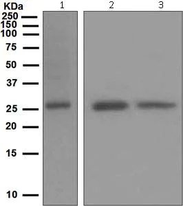 Western blot - Anti-ATG10 antibody [EPR4804] (AB124711)
