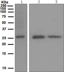 Western blot - Anti-ATG10 antibody [EPR4804] - BSA and Azide free (AB247975)
