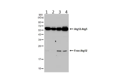 Western blot - Anti-ATG12 antibody (AB155589)