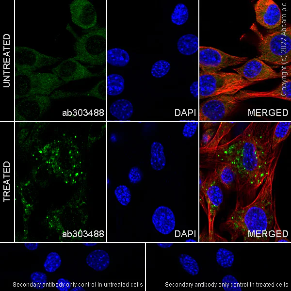 Immunocytochemistry/ Immunofluorescence - Anti-ATG12 antibody [EPR27485-89] - BSA and Azide free (AB303489)