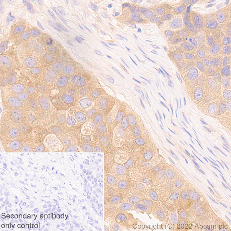 Immunohistochemistry (Formalin/PFA-fixed paraffin-embedded sections) - Anti-ATG12 antibody [EPR27485-89] - BSA and Azide free (AB303489)