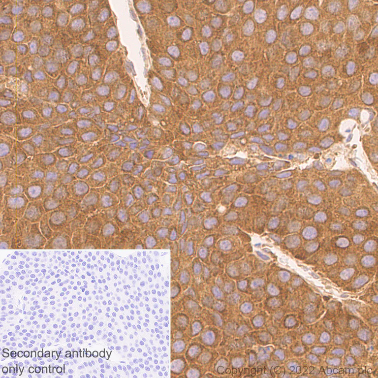 Immunohistochemistry (Formalin/PFA-fixed paraffin-embedded sections) - Anti-ATG12 antibody [EPR27485-89] - BSA and Azide free (AB303489)