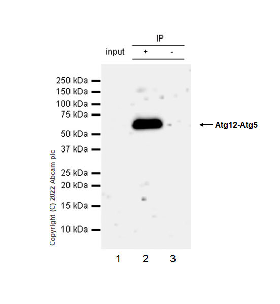 Immunoprecipitation - Anti-ATG12 antibody [EPR27485-89] - BSA and Azide free (AB303489), expandable thumbnail