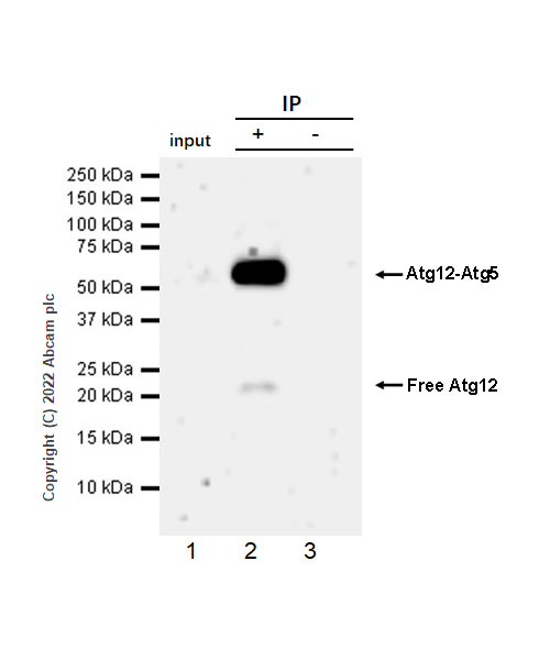 Immunoprecipitation - Anti-ATG12 antibody [EPR27485-89] - BSA and Azide free (AB303489), expandable thumbnail