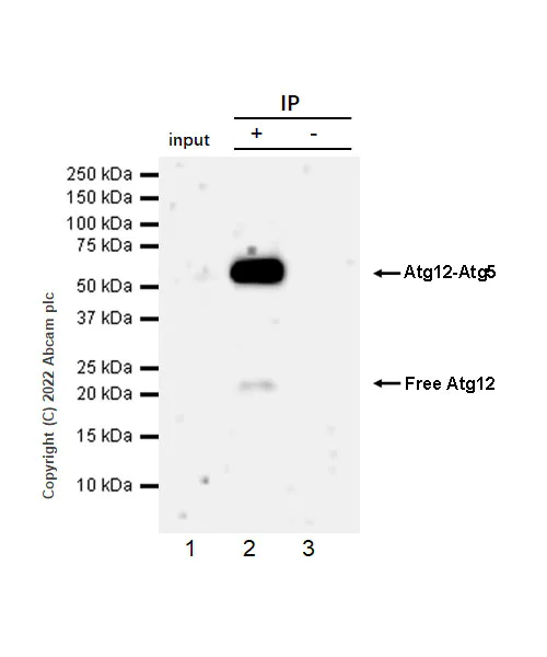 Immunoprecipitation - Anti-ATG12 antibody [EPR27485-89] - BSA and Azide free (AB303489)