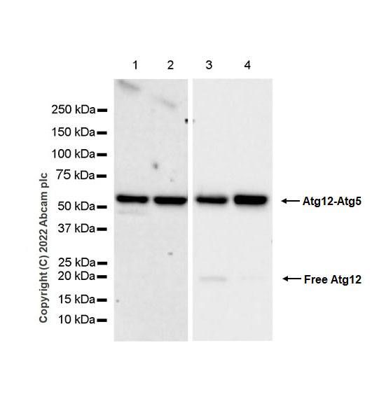 Western blot - Anti-ATG12 antibody [EPR27485-89] - BSA and Azide free (ab303489), expandable thumbnail