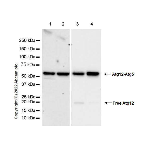 Western blot - Anti-ATG12 antibody [EPR27485-89] - BSA and Azide free (AB303489)