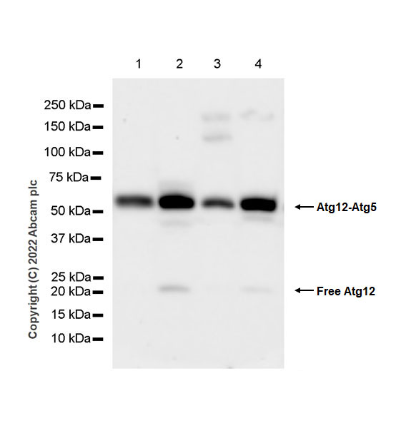 Western blot - Anti-ATG12 antibody [EPR27485-89] - BSA and Azide free (ab303489), expandable thumbnail