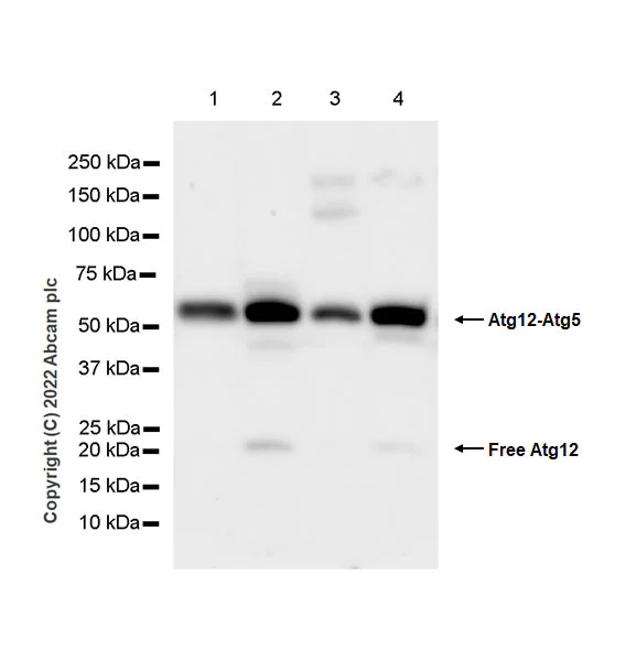 Western blot - Anti-ATG12 antibody [EPR27485-89] - BSA and Azide free (AB303489)
