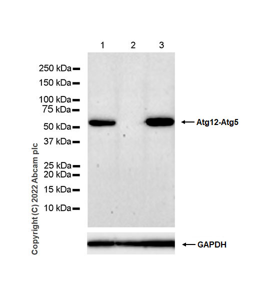 Western blot - Anti-ATG12 antibody [EPR27485-89] - BSA and Azide free (AB303489), expandable thumbnail