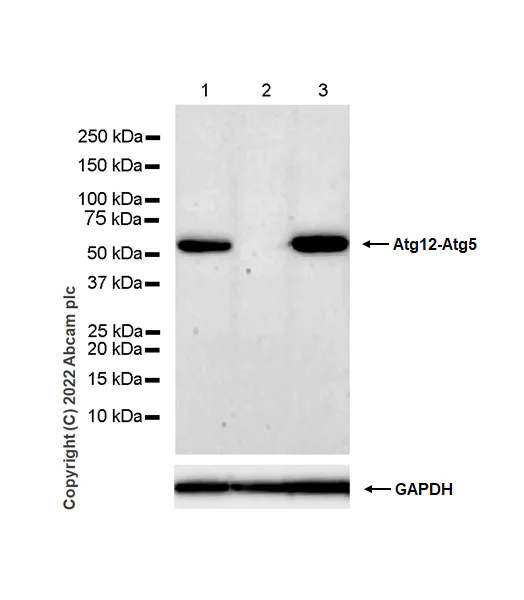Western blot - Anti-ATG12 antibody [EPR27485-89] - BSA and Azide free (AB303489)