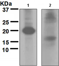 Western blot - Anti-ATG12 antibody [EPR4800] (AB109491)