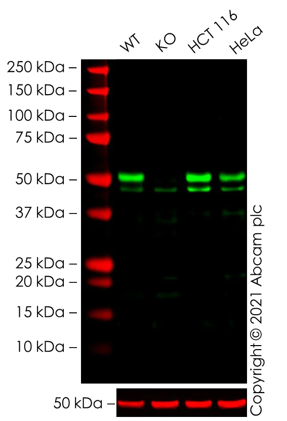 Western blot - Anti-ATG12 antibody [EPR4800] (AB109491)