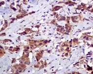 Immunohistochemistry (Formalin/PFA-fixed paraffin-embedded sections) - Anti-ATG12 antibody [EPR4800] - BSA and Azide free (AB247876)