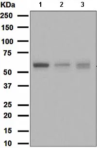 Western blot - Anti-ATG12 antibody [EPR4800] - BSA and Azide free (AB247876)