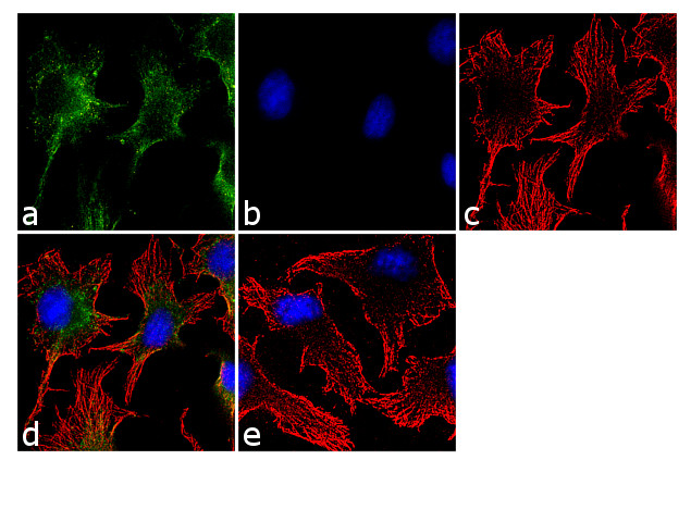 Immunocytochemistry/ Immunofluorescence - Anti-ATG12 antibody [RP23040104] (AB313434), expandable thumbnail