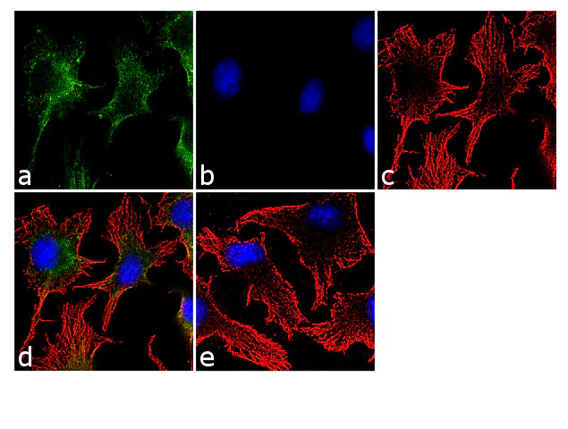 Immunocytochemistry/ Immunofluorescence - Anti-ATG12 antibody [RP23040104] (AB313434)