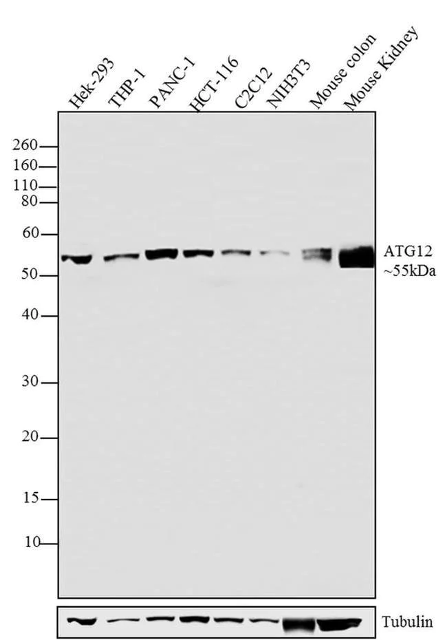 Western blot - Anti-ATG12 antibody [RP23040104] (AB313434)