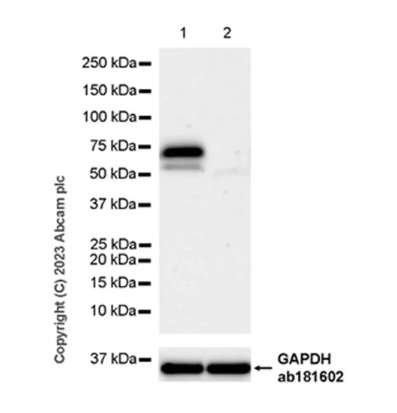 Western blot - Anti-ATG14 antibody [EPR26188-66] (AB315009)