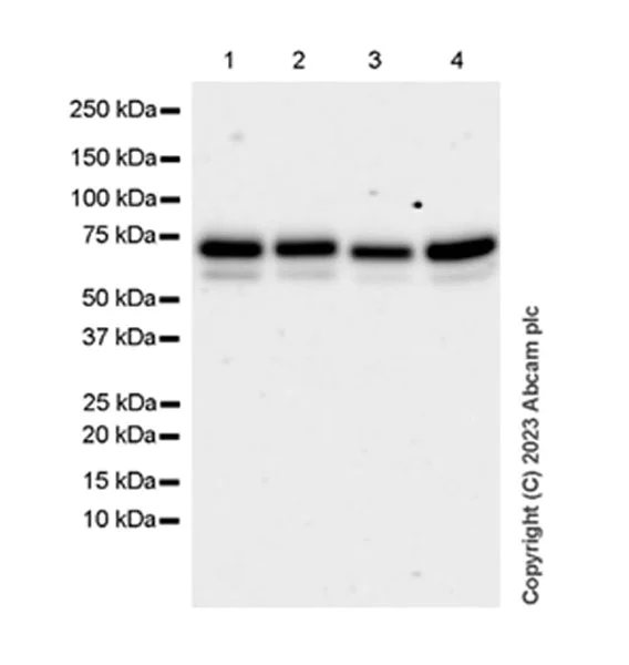 Western blot - Anti-ATG14 antibody [EPR26188-66] (AB315009)