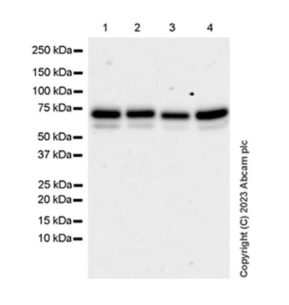 Western blot - Anti-ATG14 antibody [EPR26188-66] - BSA and Azide free (AB315010), expandable thumbnail