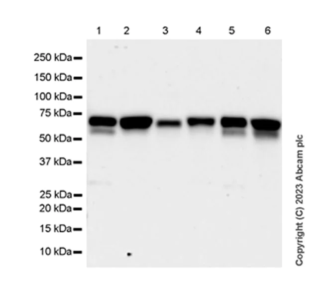 Western blot - Anti-ATG14 antibody [EPR26188-66] - BSA and Azide free (AB315010)
