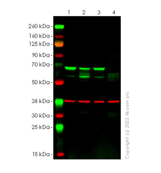 Western blot - Anti-ATG14 antibody [EPR26188-66] - BSA and Azide free (AB315010)