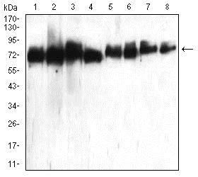 Western blot - Anti-ATG16L1 antibody [5H9A11] (AB233796)