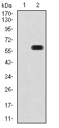Western blot - Anti-ATG16L1 antibody [5H9A11] (AB233796)