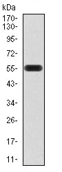 Western blot - Anti-ATG16L1 antibody [5H9A11] (AB233796)