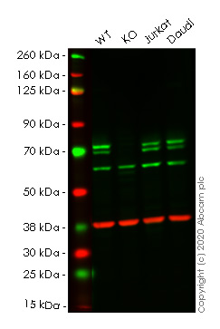 Western blot - Anti-ATG16L1 antibody [5H9A11] (AB233796)