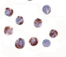 Immunocytochemistry/ Immunofluorescence - Anti-ATG16L1 antibody (AB188642)