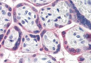 Immunohistochemistry (Formalin/PFA-fixed paraffin-embedded sections) - Anti-ATG16L1 antibody (AB188642)