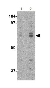 Western blot - Anti-ATG16L1 antibody (AB188642)