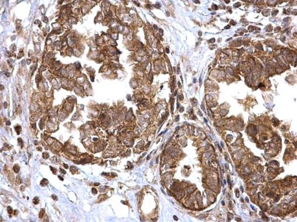 Immunohistochemistry (Formalin/PFA-fixed paraffin-embedded sections) - Anti-ATG16L1 antibody (AB227714)