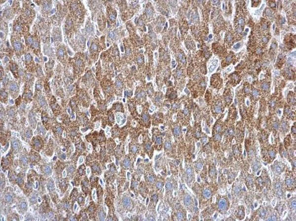 Immunohistochemistry (Formalin/PFA-fixed paraffin-embedded sections) - Anti-ATG16L1 antibody (AB227714)