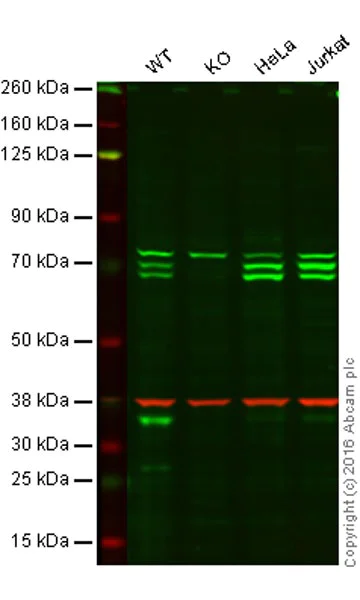 Western blot - Anti-ATG16L1 antibody [EPR15638] - BSA and Azide free (AB232636)