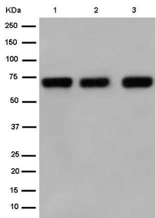 Western blot - Anti-ATG16L1 antibody [EPR15638] - N-terminal (AB187671)