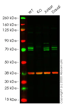 Western blot - Anti-ATG16L1 antibody [EPR15638] - N-terminal (AB187671)