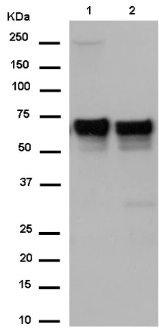 Western blot - Anti-ATG16L1 antibody [EPR15638] - N-terminal (AB187671)