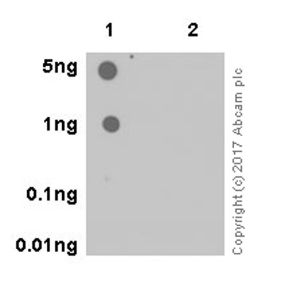 Dot Blot - Anti-ATG16L1 (phospho S278) antibody [EPR19016] - BSA and Azide free (AB256347)