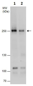 Western blot - Anti-ATG2A antibody (AB226931)