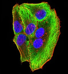 Immunocytochemistry/ Immunofluorescence - Anti-ATG3 antibody [2C10A12] (AB233562)