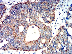 Immunohistochemistry (Formalin/PFA-fixed paraffin-embedded sections) - Anti-ATG3 antibody [2C10A12] (AB233562)