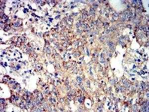 Immunohistochemistry (Formalin/PFA-fixed paraffin-embedded sections) - Anti-ATG3 antibody [2C10A12] (AB233562)