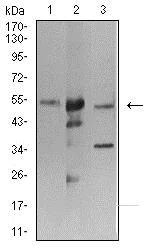Western blot - Anti-ATG3 antibody [2C10A12] (AB233562)