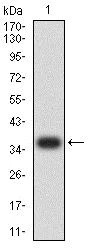 Western blot - Anti-ATG3 antibody [2C10A12] (AB233562)