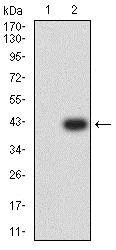 Western blot - Anti-ATG3 antibody [2C10A12] (AB233562)