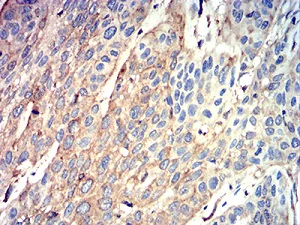 Immunohistochemistry (Formalin/PFA-fixed paraffin-embedded sections) - Anti-ATG3 antibody [7A1D1] (AB233560)